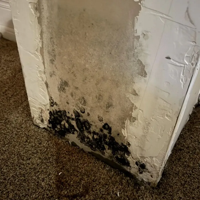 Professional Mold Removal in Warwick, NY